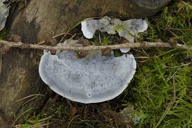 Attēlu rezultāti vaicājumam “Postia caesia”