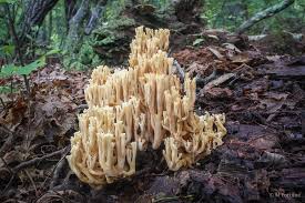 Attēlu rezultāti vaicājumam “Ramaria formosa”