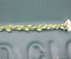 Attēlu rezultāti vaicājumam “Berteroa incana fruit”