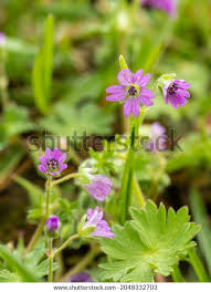 Attēlu rezultāti vaicājumam “Geranium pusillum flower”