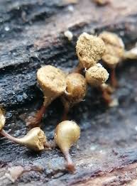 Attēlu rezultāti vaicājumam “Trichia crateriformis”