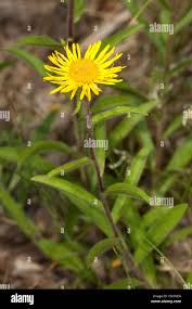 Image result for Inula hirta