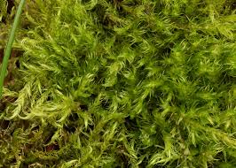 Attēlu rezultāti vaicājumam “Campyliadelphus elodes”