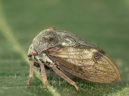 Attēlu rezultāti vaicājumam “Centrotus cornutus”