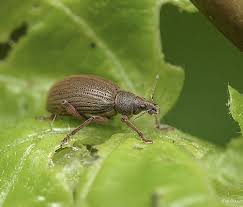 Attēlu rezultāti vaicājumam “Polydrusus mollis”