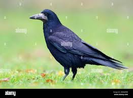 Attēlu rezultāti vaicājumam “Corvus frugilegus adult”