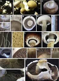 Attēlu rezultāti vaicājumam “Phleogena faginea sessile”