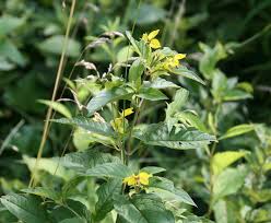 Attēlu rezultāti vaicājumam “Lysimachia thyrsiflora leaf”