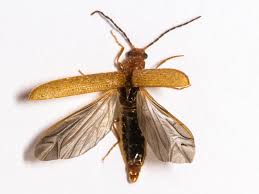 Attēlu rezultāti vaicājumam “Denticollis linearis”