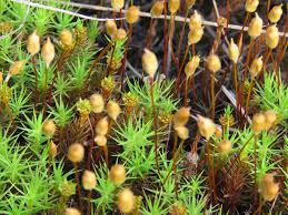 Attēlu rezultāti vaicājumam “Polytrichum commune”