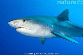 Image result for Galeocerdo cuvier