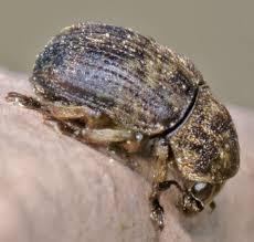 Attēlu rezultāti vaicājumam “Anthribus nebulosus”