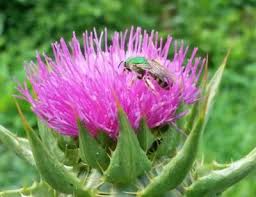 Attēlu rezultāti vaicājumam “Silybum marianum fruit”