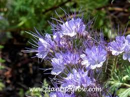 Attēlu rezultāti vaicājumam “Phacelia tanacetifolia”