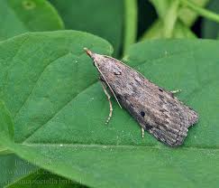 Attēlu rezultāti vaicājumam “Aphomia sociella”