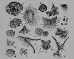 Attēlu rezultāti vaicājumam “Riccia canaliculata”