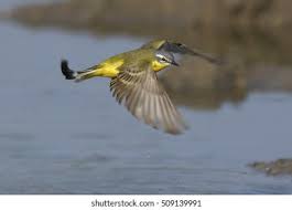 Attēlu rezultāti vaicājumam “Motacilla flava flava”