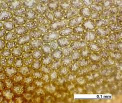 Attēlu rezultāti vaicājumam “Jungermannia leiantha”