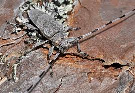 Attēlu rezultāti vaicājumam “Adomerus biguttatus”