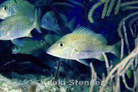 Image result for Haemulon plumierii