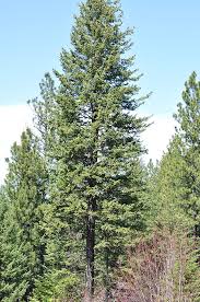 Attēlu rezultāti vaicājumam “Pseudotsuga menziesii var. glauca”