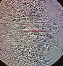 Attēlu rezultāti vaicājumam “Ombrophila violacea”