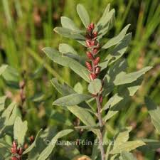 Attēlu rezultāti vaicājumam “Myrica gale leaf”