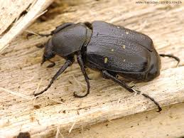 Attēlu rezultāti vaicājumam “Gnorimus variabilis”