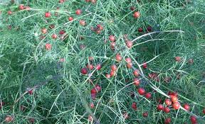 Attēlu rezultāti vaicājumam “Asparagus officinalis fruit”
