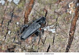 Attēlu rezultāti vaicājumam “Xylita laevigata”