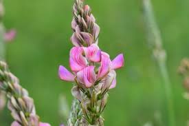 Attēlu rezultāti vaicājumam “Onobrychis arenaria”