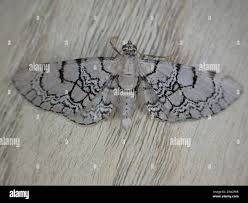 Attēlu rezultāti vaicājumam “Eupithecia venosata”