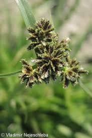 Attēlu rezultāti vaicājumam “Cyperus fuscus”