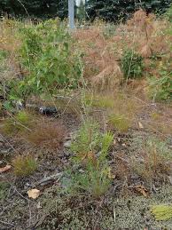 Attēlu rezultāti vaicājumam “Artemisia campestris”