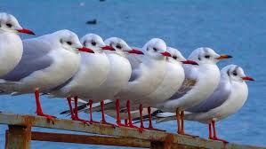 Image result for Chroicocephalus ridibundus