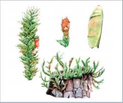 Attēlu rezultāti vaicājumam “Neckera pennata”