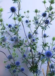 Attēlu rezultāti vaicājumam “Eryngium planum”