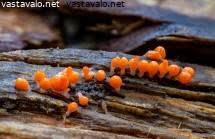 Attēlu rezultāti vaicājumam “Symphytocarpus flaccidus young”