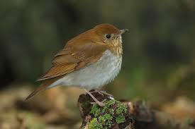 Image result for Catharus fuscescens