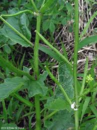 Attēlu rezultāti vaicājumam “Sinapis arvensis leaf”