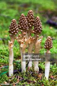 Attēlu rezultāti vaicājumam “Neottia nidus-avis”