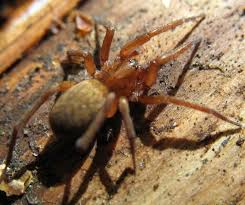 Attēlu rezultāti vaicājumam “Agroeca brunnea”