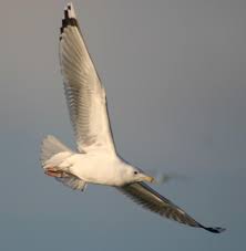 Image result for Larus cachinnans