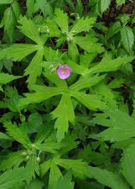 Attēlu rezultāti vaicājumam “Geranium bohemicum leaf”