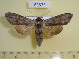 Attēlu rezultāti vaicājumam “Cucullia lucifuga larva”