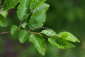 Attēlu rezultāti vaicājumam “Carpinus”