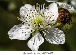 Attēlu rezultāti vaicājumam “Rubus plicatus flower”