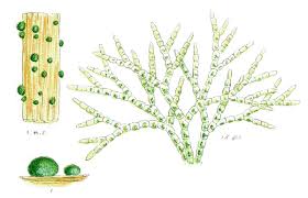 Attēlu rezultāti vaicājumam “Chaetophora pisiformis”