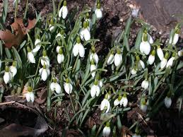 Attēlu rezultāti vaicājumam “Galanthus nivalis”