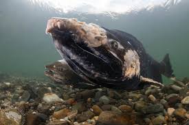 Image result for Ptychocheilus grandis